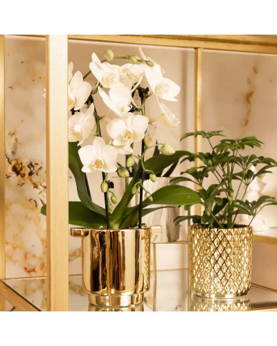 Kolibri Phalaenopsis-Orchidee Niagara Fall, Weiße - Ø9 cm