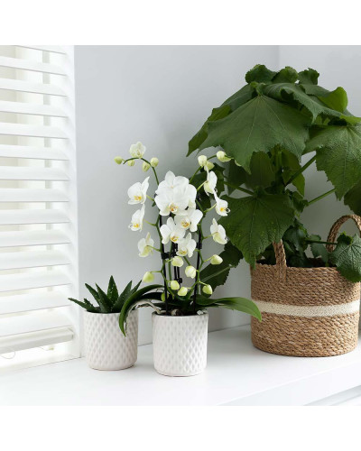 Kolibri Phalaenopsis-Orchidee Niagara Fall, Weiße - Ø9 cm