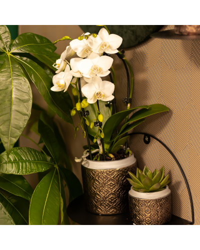 Kolibri Phalaenopsis-Orchidee Niagara Fall, Weiße - Ø9 cm