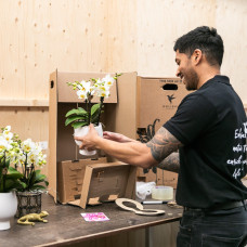 Kolibri Phalaenopsis Orchidee Niagara Fall, Rosa - Ø9 cm