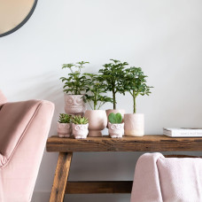 Kolibri Hoya Kerri - Ø6 cm