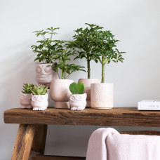 Kolibri Hoya Kerri - Ø6 cm