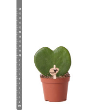 Kolibri Hoya Kerri - Ø6 cm