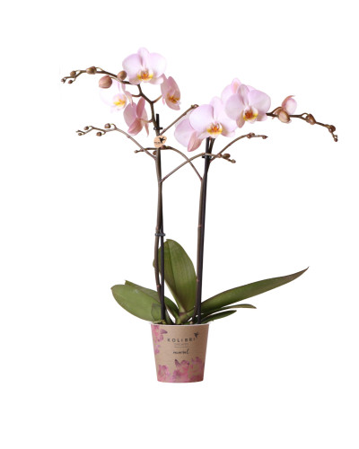 Kolibri Phalaenopsis Orchidee Mineral Kikion, Rosa - Ø12 cm