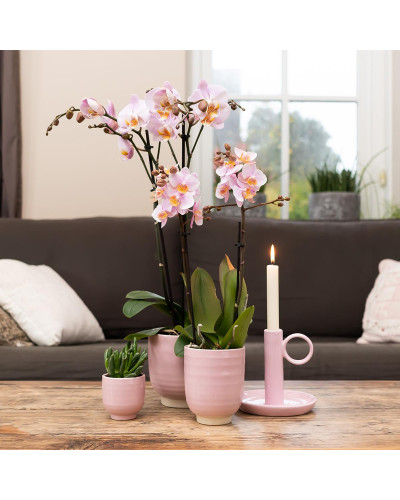 Kolibri Phalaenopsis Orchidee Mineral Kikion, Rosa - Ø12 cm