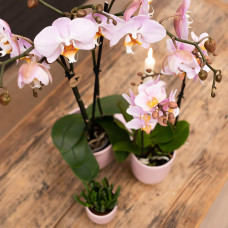 Kolibri Phalaenopsis Orchidee Mineral Kikion, Rosa - Ø12 cm