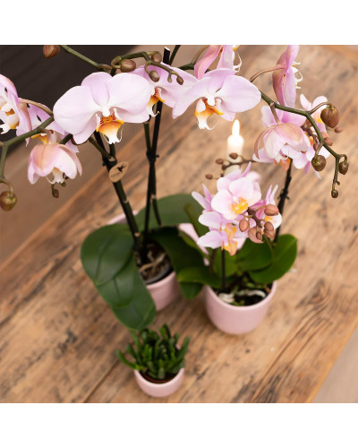 Kolibri Phalaenopsis Orchidee Mineral Kikion, Rosa - Ø12 cm