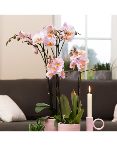 Kolibri Phalaenopsis Orchidee Mineral Kikion, Rosa - Ø12 cm