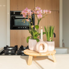 Kolibri Phalaenopsis Orchidee Jewel Treviso, Altrosa - Ø12 Cm