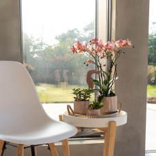 Kolibri Phalaenopsis Orchidee Jewel Treviso, Altrosa - Ø12 Cm