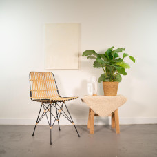 Shadowplant Calathea Orbifolia (Korbmarante) - 65-75 cm, Ø 19 cm