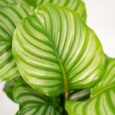 Shadowplant Calathea Orbifolia (Korbmarante) - 65-75 cm, Ø 19 cm