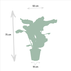 Shadowplant Calathea Orbifolia (Korbmarante) - 65-75 cm, Ø 19 cm