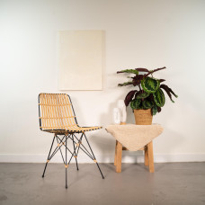 Shadowplant Calathea Medallion - 65-75 cm, Ø 19 cm