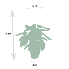 Shadowplant Calathea Medallion - 65-75 cm, Ø 19 cm