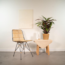 Shadowplant Calathea Rufibarba - 85 cm, Ø 19 cm