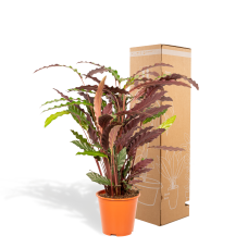 Shadowplant Calathea Rufibarba - 85 cm, Ø 19 cm