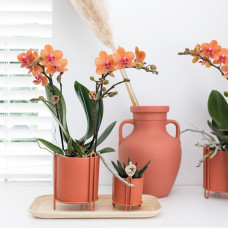 Kolibri Phalaenopsis Orchidee Mineral Bolzano, Orange - Ø9cm