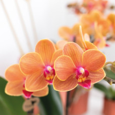Kolibri Phalaenopsis Orchidee Mineral Bolzano, Orange - Ø9cm