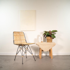 Shadowplant Calathea Medallion - 40 cm, Ø 14 cm