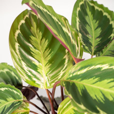 Shadowplant Calathea Medallion - 40 cm, Ø 14 cm