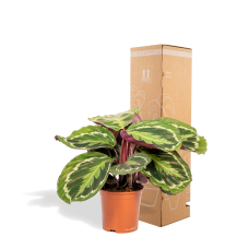 Shadowplant Calathea Medallion - 40 cm, Ø 14 cm