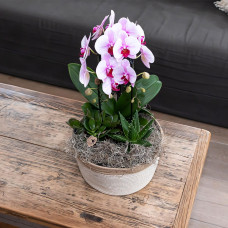 Kolibri Phalaenopsis Orchidee Niagara Fall, Rosa - Ø12 cm