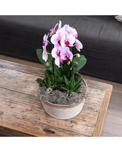 Kolibri Phalaenopsis Orchidee Niagara Fall, Rosa - Ø12 cm