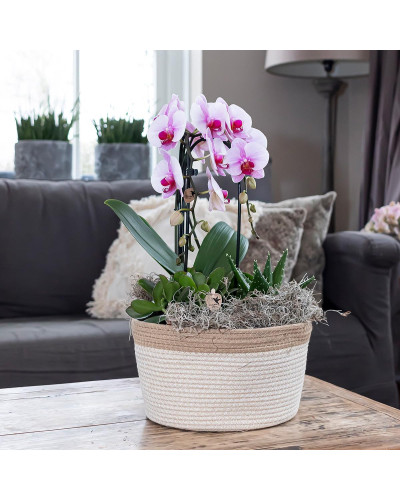 Kolibri Phalaenopsis Orchidee Niagara Fall, Rosa - Ø12 cm