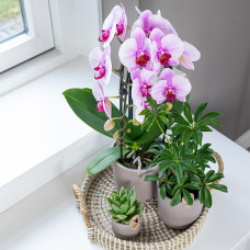 Kolibri Phalaenopsis Orchidee Niagara Fall, Rosa - Ø12 cm