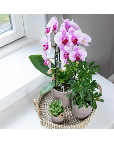 Kolibri Phalaenopsis Orchidee Niagara Fall, Rosa - Ø12 cm