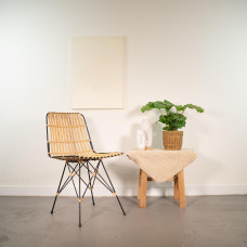 Shadowplant Calathea Orbifolia - 40 cm, - Ø 14 cm