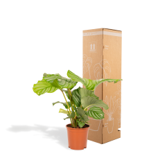 Shadowplant Calathea Orbifolia - 40 cm, - Ø 14 cm