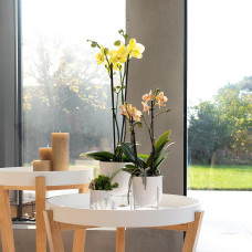 Kolibri Phalaenopsis-Orchidee Voltera, Gelbe - Ø12 cm