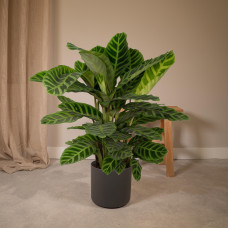 Meergroothandel Calathea Zebrina - 80 cm, Ø 19 cm