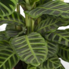 Meergroothandel Calathea Zebrina - 80 cm, Ø 19 cm