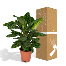 Meergroothandel Calathea Zebrina - 80 cm, Ø 19 cm