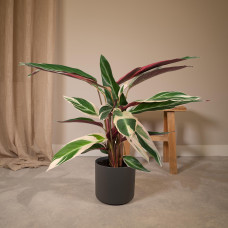 Meergroothandel Calathea Triostar - 70 cm, Ø 19 cm