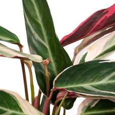 Meergroothandel Calathea Triostar - 70 cm, Ø 19 cm