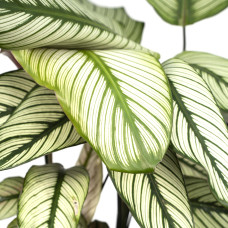 Meergroothandel Calathea Whitestar - 50 cm, Ø 19 cm