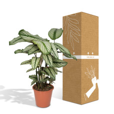 Meergroothandel Calathea Whitestar - 50 cm, Ø 19 cm