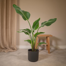 Meergroothandel Strelitzia Nicolai (Paradiesvogelpflanze) - 80 cm, Ø19 cm