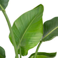 Meergroothandel Strelitzia Nicolai (Paradiesvogelpflanze) - 80 cm, Ø19 cm