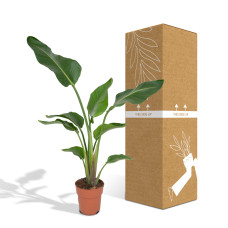 Meergroothandel Strelitzia Nicolai (Paradiesvogelpflanze) - 80 cm, Ø19 cm