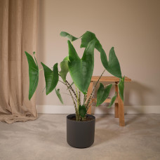 Meergroothandel Alocasia Zebrina (Elefantenohr) - 75 cm, Ø19 cm