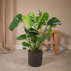Meergroothandel Monstera Deliciosa (Lochpflanze) - 60 cm, Ø19 cm