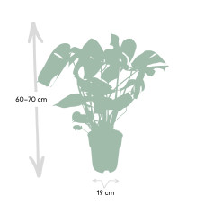 Meergroothandel Monstera Deliciosa (Lochpflanze) - 60 cm, Ø19 cm