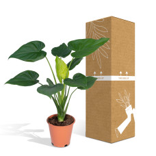 Meergroothandel Alocasia Cucullata (Elefantenohr) - 55 cm, Ø19 cm