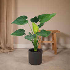 Meergroothandel Alocasia Cucullata (Elefantenohr) - 55 cm, Ø19 cm