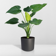 Meergroothandel Alocasia Cucullata (Elefantenohr) - 55 cm, Ø19 cm